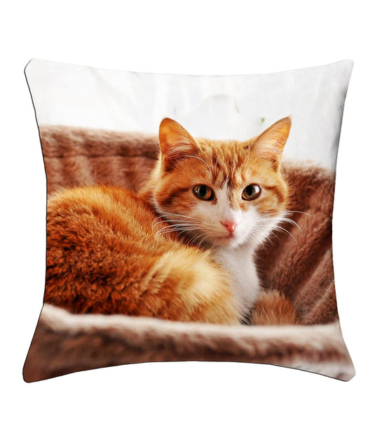 Lushomes cushion cover 12x12, cushion covers 12 inch x 12 inch Kids Digital Printed Cat Square Festive and Ethnic Cushion Covers (5 Pcs, Size: 12''x12'')